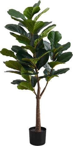 a potted plant with large green leaves on it's top, in front of a white background