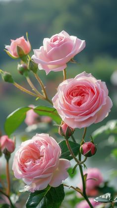 pink roses are blooming in the garden