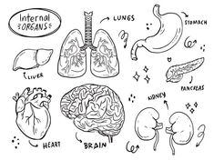 the human heart, lungs and other organ parts are shown in this hand drawn diagram