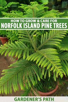 a potted plant with the title how to grow and care for norfolk island pine trees