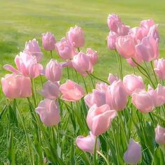 pink tulips are blooming in the green grass