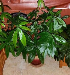 a potted plant sitting on top of a tiled floor