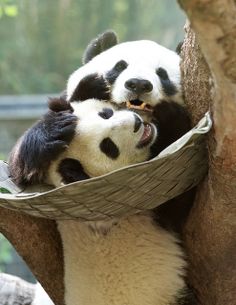 two panda bears in a hammock with their mouths open and one is eating