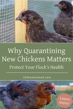 two chickens standing next to each other with the words why quaranning new chickens matters protect