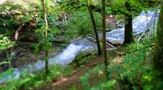 a stream running through a lush green forest