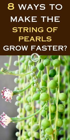 String of Pearls not growing, String of Pearls care tips, String of Pearls 
growth problems, String of Pearls care guide, String of Pearls maintenance, 
String of Pearls troubleshooting, String of Pearls growth issues, String of 
Pearls care advice, String of Pearls plant care, String of Pearls health 
tips, String of Pearls not thriving, String of Pearls, Senecio 
rowleyanus growth, Succulent plant care, Indoor plant maintenance, 
Houseplant growth issues String Of Pearls Plant Decor, Pearl Plant, Plant Pokes, Indoor Cactus Plants, String Of Pearls Plant, Inside Garden, Watering Plants