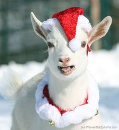 a white goat wearing a red and white santa hat in the snow with his tongue out