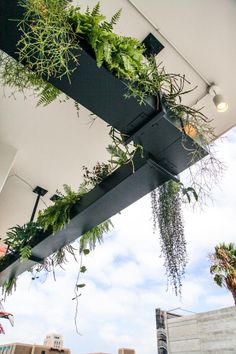 some plants hanging from the side of a building with buildings in the backgroud