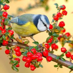 a blue and yellow bird sitting on top of a tree branch filled with red berries