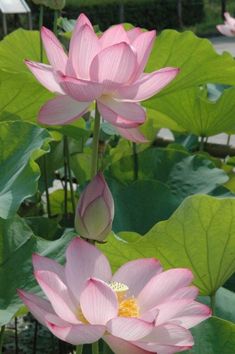 two pink flowers are blooming in the middle of some water lilies with green leaves