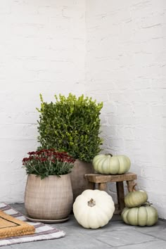 some pumpkins and plants are sitting on the ground