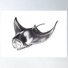 High-quality posters to hang in dorms, bedrooms or offices. Multiple sizes are available. Printed on 185gsm semi gloss poster paper. Additional sizes are available. This is the largest ray in the world growing up to 7m across and weighing up to 3 tons. With the largest brain to mass ratio of any cold blooded fish, the Giant Oceanic Manta Ray is one of the few animals (on land or sea) to pass the mirror test and seemingly exhibit self awareness. This hand drawn black and white illustration was created using stippling, a technique which can be described as an intricate process of layering thousands of small dots to create tone and texture to depict the subject. Manta Ray Tattoo Design, Manta Ray Illustration, Manta Ray Drawing, Oceanic Manta Ray, Stingray Drawing, Giant Manta Ray, Ray Drawing, Manta Ray Art, Manta Ray Tattoo