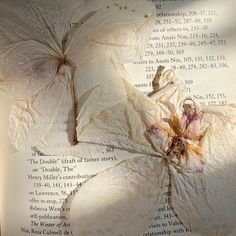 two white flowers on top of an open book with writing underneath it and shadows from the pages