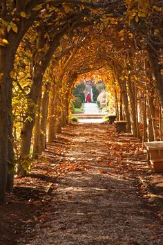 a pathway lined with trees and benches in the fall