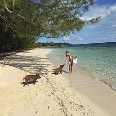 a woman walking on the beach with two dogs next to her and another dog laying in the sand