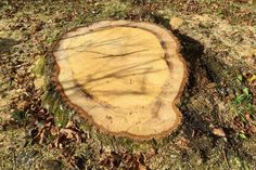 a tree stump that has been cut down