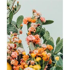 an assortment of colorful flowers and cactus plants