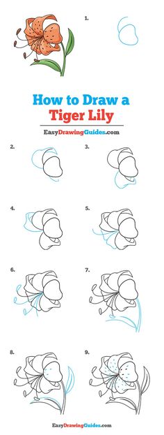 how to draw a tiger lily step - by - step instructions for children and adults