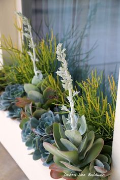 succulents and other plants in a window sill