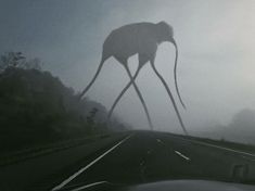 an animal with long legs standing on the side of a road in the middle of fog