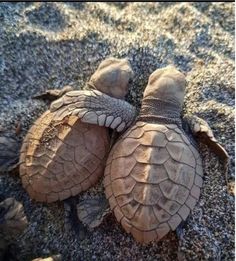 two baby sea turtles are laying on the sand together, with their heads touching each other