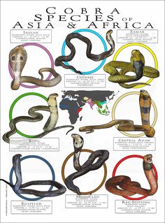 an image of snakes in different colors and sizes