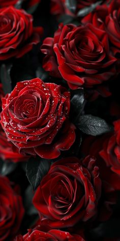 red roses with water droplets on them are arranged in a close - up photo,