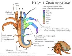 the anatomy of a shrimp and an insect, with labels on each side of it