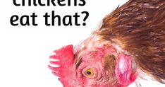 a close up of a chicken with the words chickens eat that?