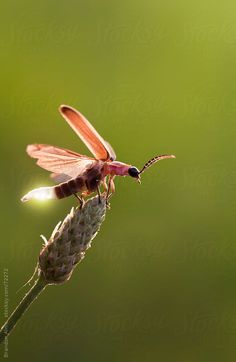 a close up of a small insect on a plant with it's wings open