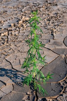 a plant growing out of the ground in an arid area with rocks and grass on it