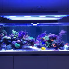 an aquarium filled with lots of different types of corals and fish swimming in it