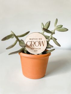 a small potted plant with a wooden sign on it