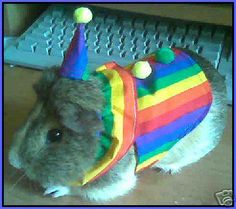 a hamster wearing a colorful shirt and hat with balls on it's head