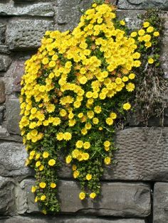 yellow flowers growing out of the side of a brick wall