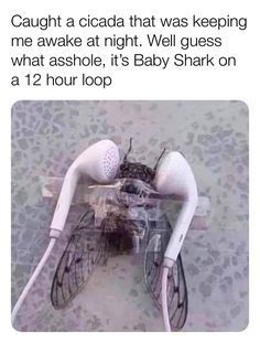 an image of a baby shark in the middle of a photo with caption that reads caught a cicada that was keeping me awake at night, well guess what aside, it's baby shark on a 12 hour loop