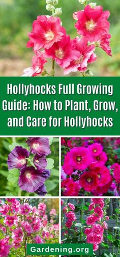 pink flowers with green text that says, hollyhocks full growing guide how to plant, grow and care for hollyhocks