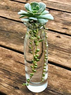 a glass vase with succulents and water on a wooden table top,