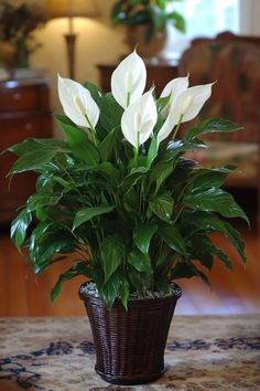 a potted plant sitting on top of a table