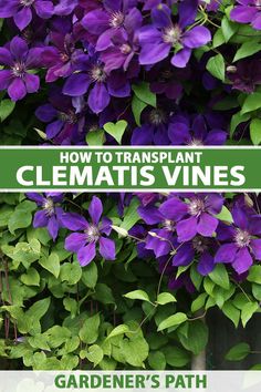 purple clematis vines with text overlay how to transplant clematis vines gardener's path