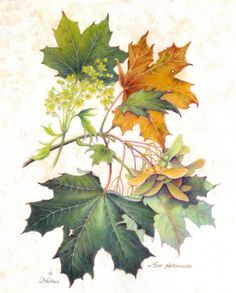 a painting of leaves and flowers on a white background