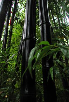 the tall bamboo trees are covered with green leaves