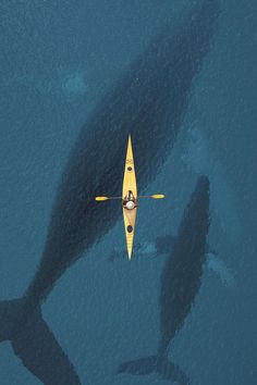 an aerial view of a yellow kayak in the water with a large shark behind it