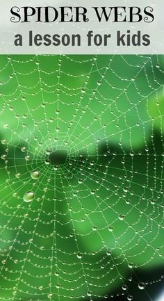 spider webs with water droplets on it and the words, spider webs lesson for kids