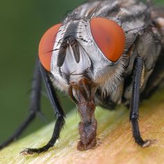 a close up of a fruit fly on a piece of green leaf with red eyes