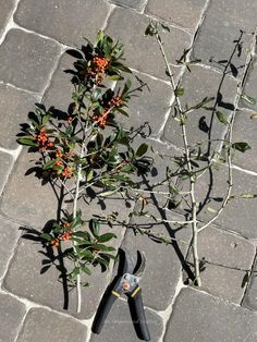 a pair of pliers sitting on top of a stone floor next to a tree