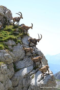 goats are climbing up the side of a mountain