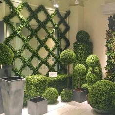 the topiary plants are in pots on the table next to each other, and there is a mirror behind them that says 4 pics shown