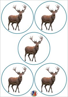 four pictures of an elk with antlers on it's back and three smaller images of the same animal