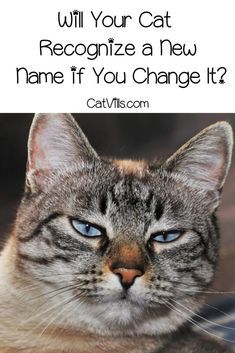 a cat with the caption will your cat recognize a new name if you change it?